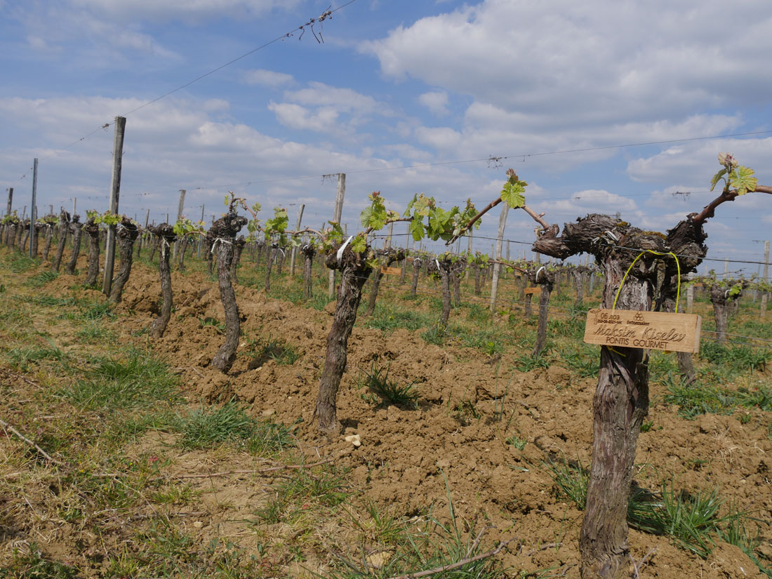 Виноградник на урожай